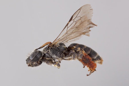 [Rhophitulus female (lateral/side view) thumbnail]